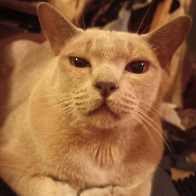 Вторник-кото