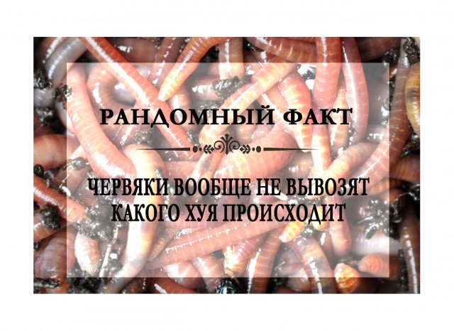 Картинки и мемы для настроения 02.08.2021