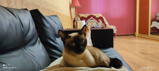 Котовторник же уже наступил?