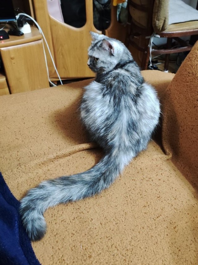 Котовторник 28.09.21