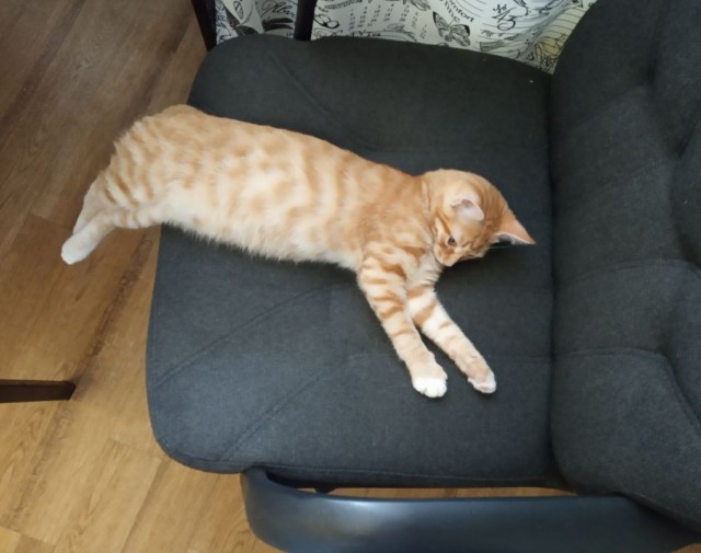 Котовторник 05.10.21 г