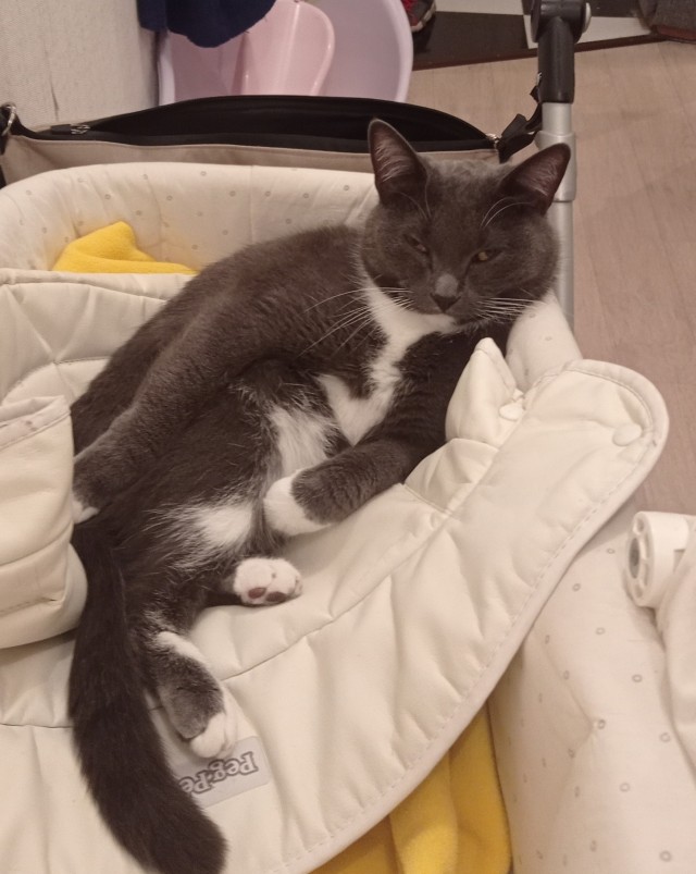 Котовторнику быть