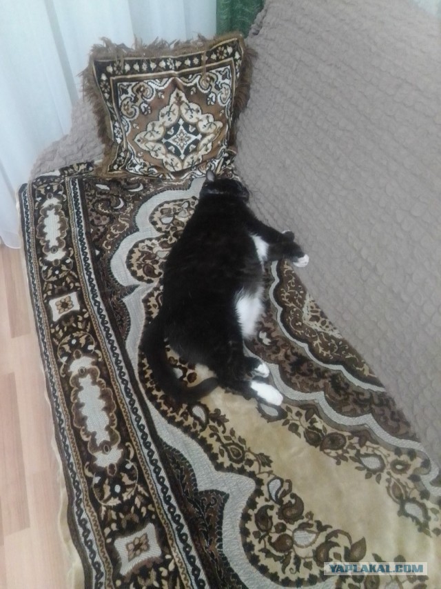 История одного котенка