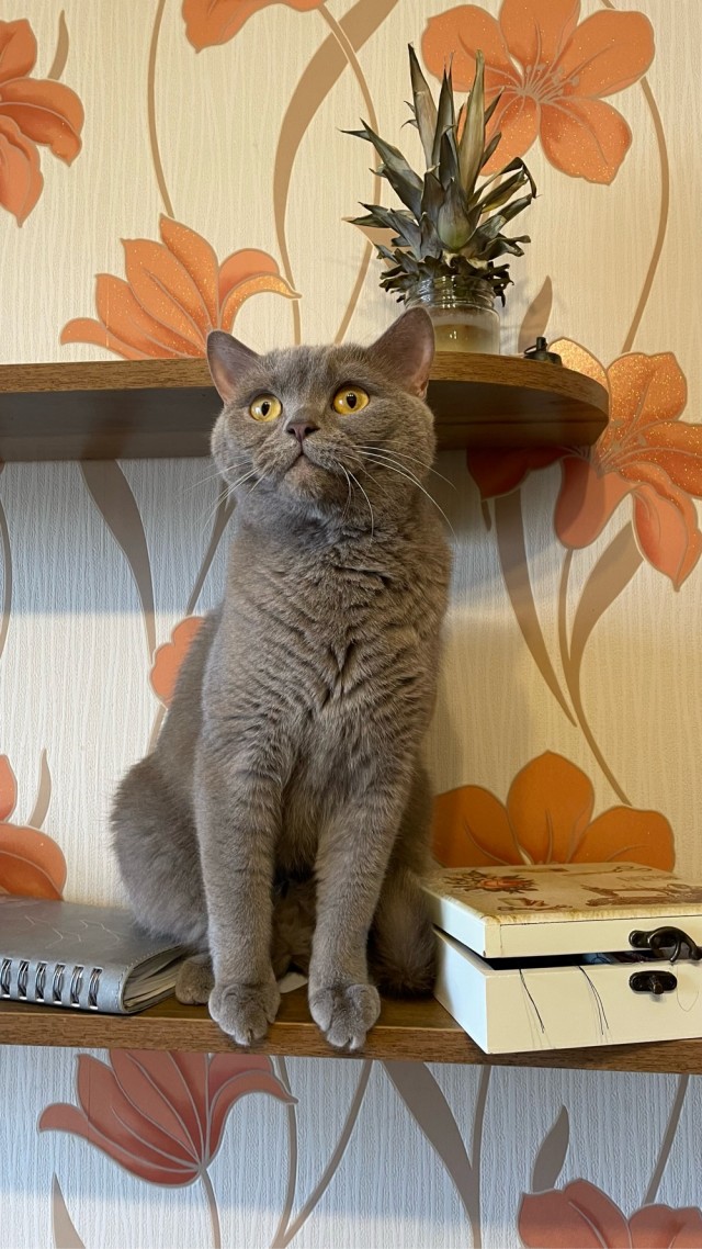 А что это мы котовторник не начинаем? Время пришло!