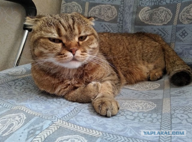 Котовторник вроде.