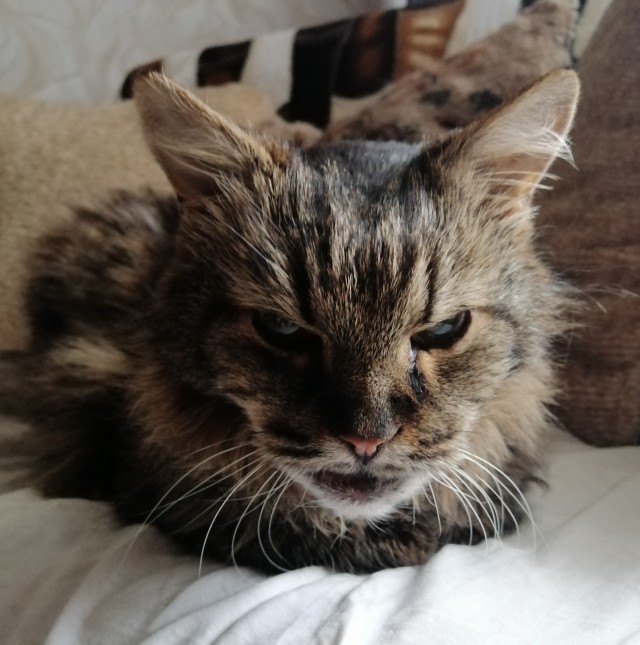 Начну котовторник чуть раньше!