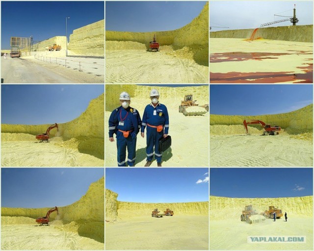 Они живут только 40 лет