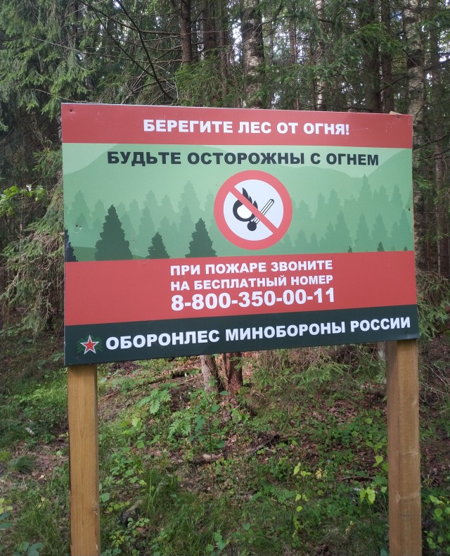 Погулять, грибы-лисички