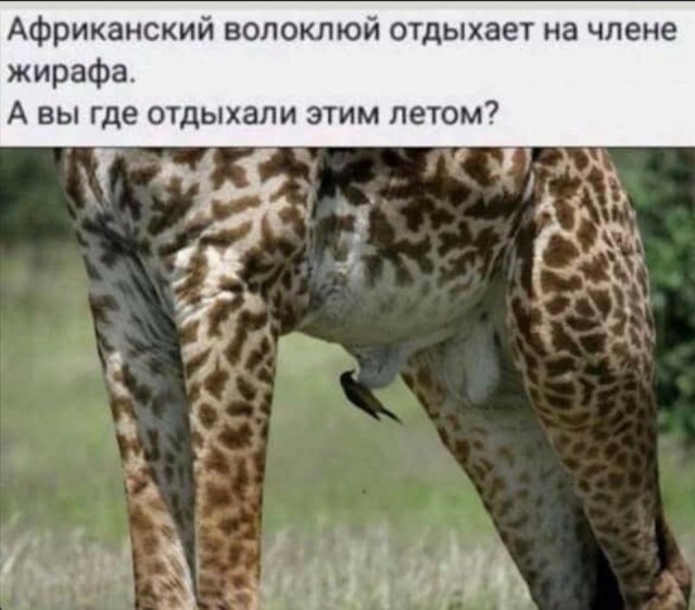 Вот как отдыхает желтоспинная острохвостая нектарница