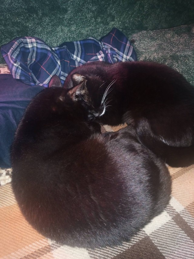 Котовторник 18.10.22