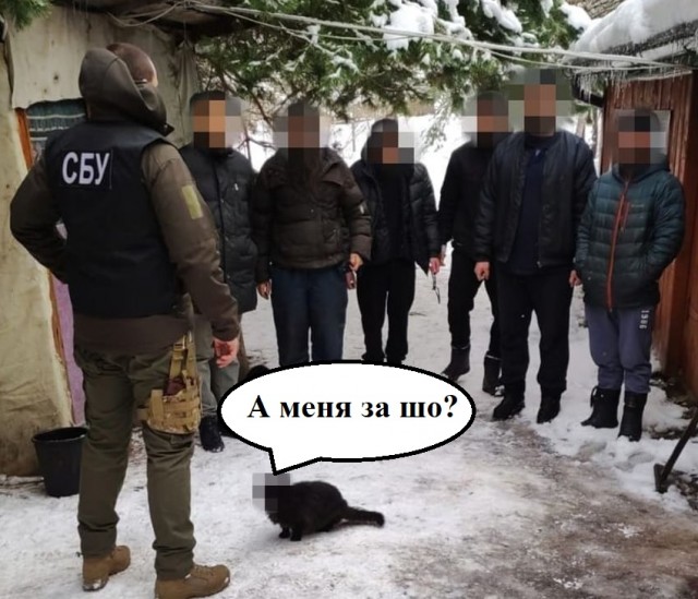 Даже котик под подозрением