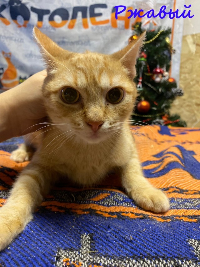 Жизнь домашнего приюта "Котоленд" 369