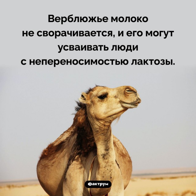Верблюд до смерти забил охранника охотничьей базы в Омской области.