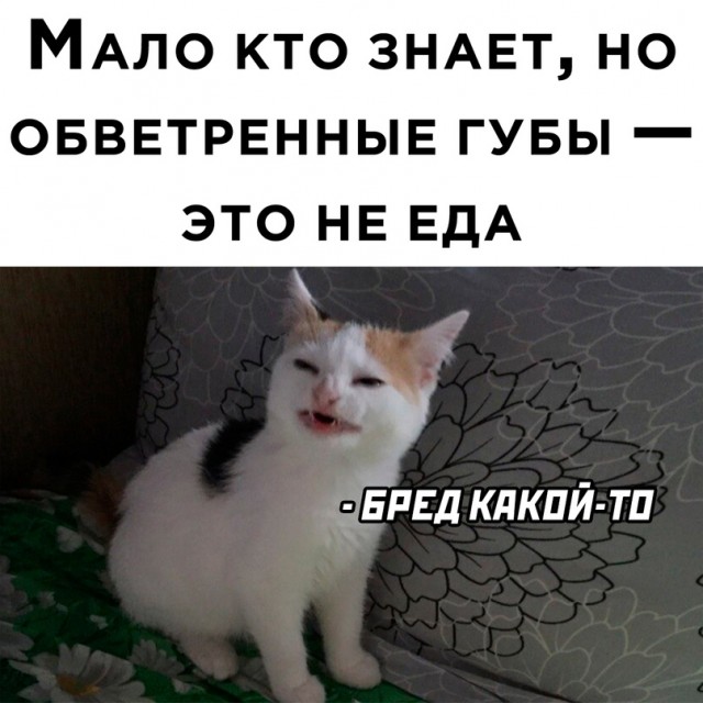 Весёлый полтишок 31.01.23