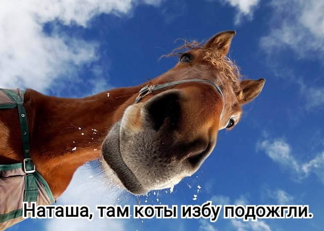 ЯПовки и ЯПовчанки, с праздником!
