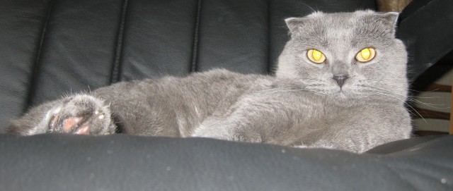 Котовторник 16.04.2013