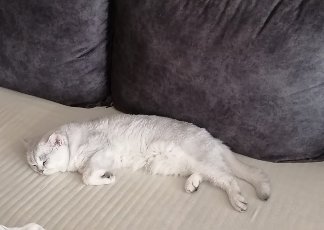 Походу мой кот бухает втихаря