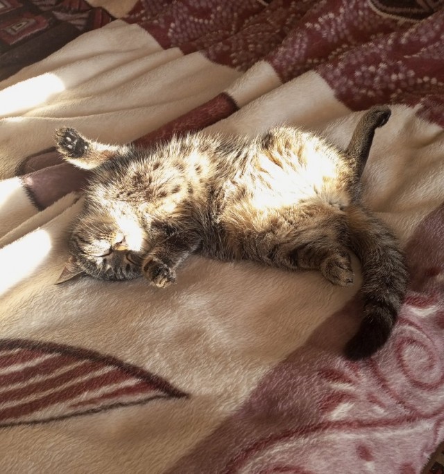 Котовторник. Дуська