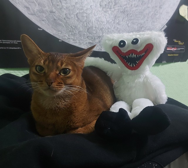 С котовторником ЯПовцы
