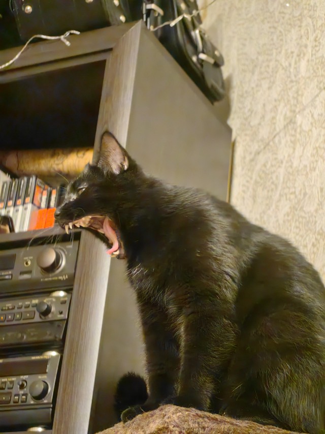 Новый хозяин