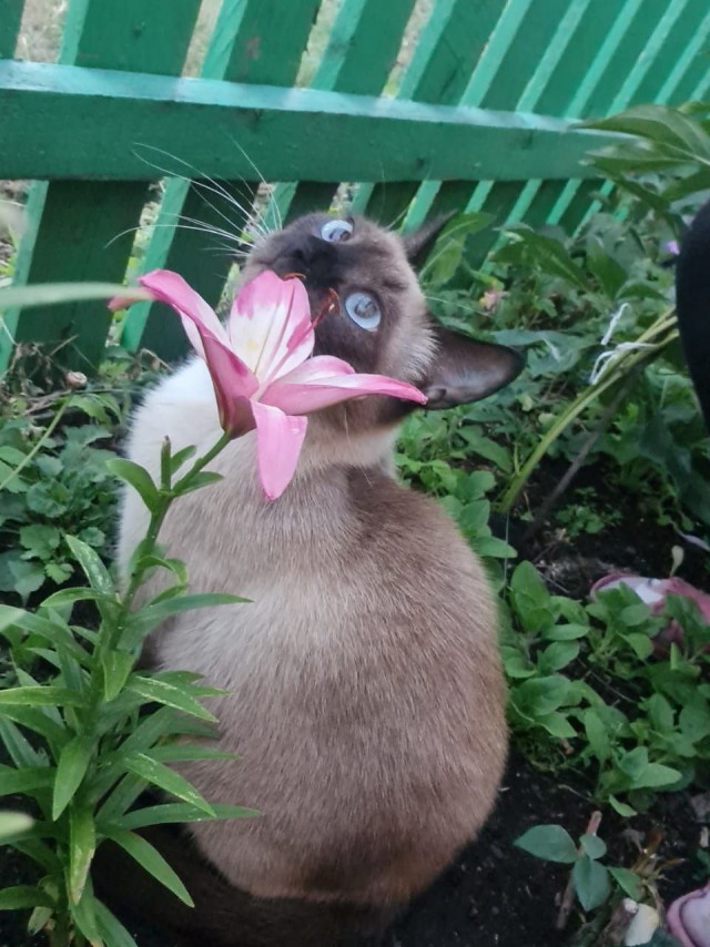 Котовторник уже пришёл?