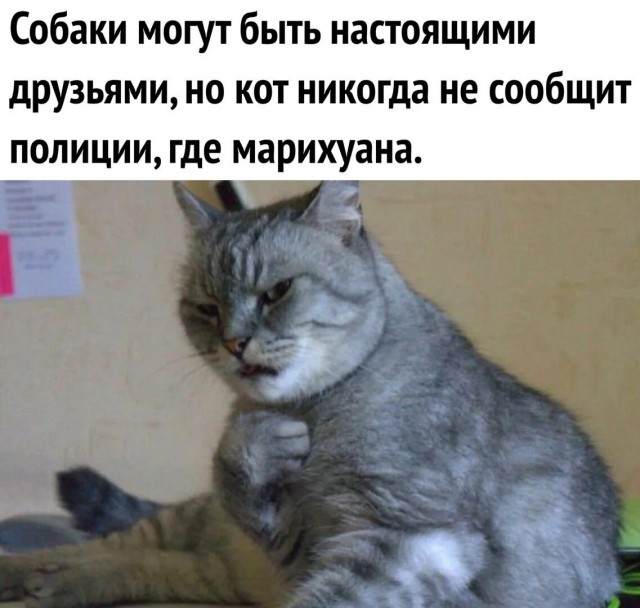 Лютый кот