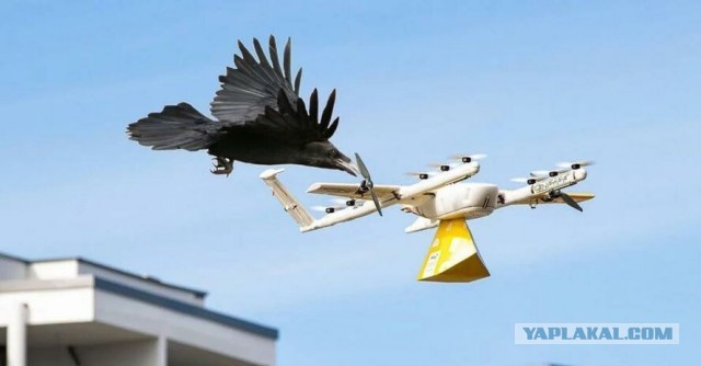Google приостановил полёты дронов-курьеров из-за нападений хищных птиц