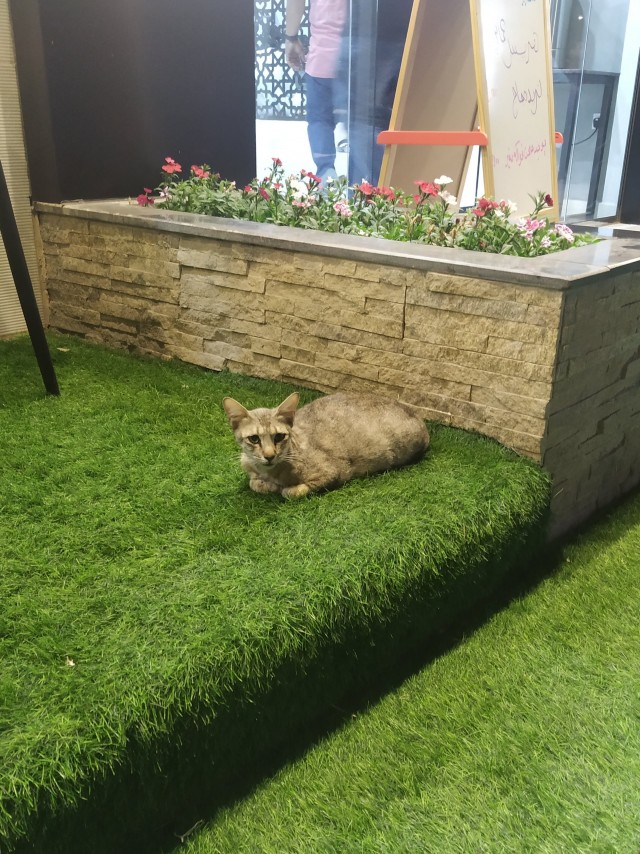 Южных котиков вам на радость