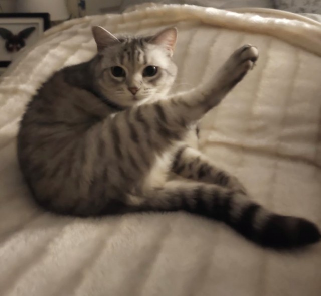 Котовторник!