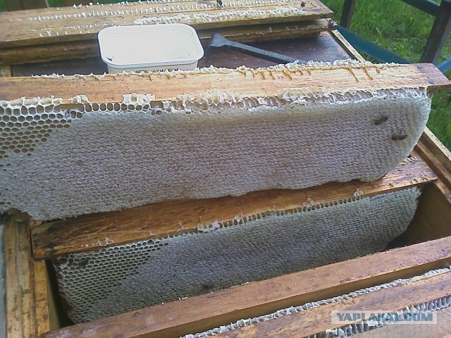 Жизнь в улье