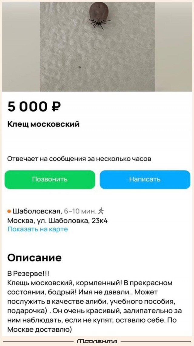 Школьник-предприниматель продаёт на Авито наевшегося клеща за 5 тысяч рублей