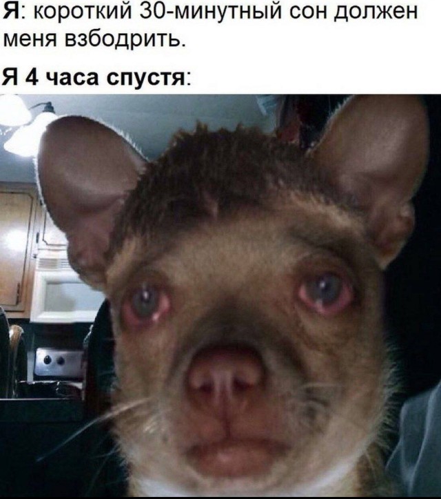 Картинки для деградации-6 (разной степени свежести)