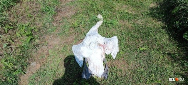 Уралец застрелил редкую птицу, стреляя по банкам