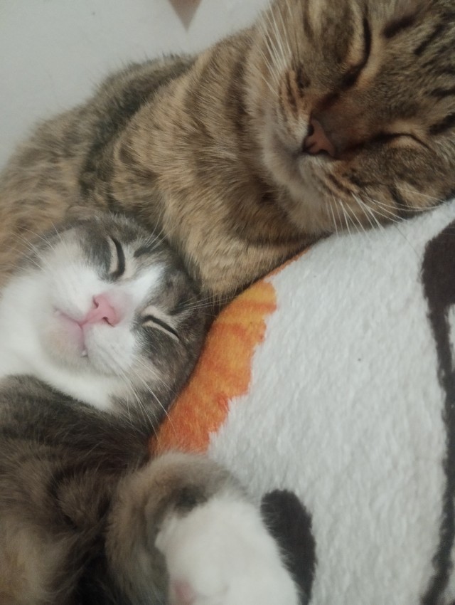Спят усталые котейки