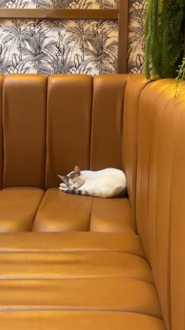 Уличные кошки Марокко