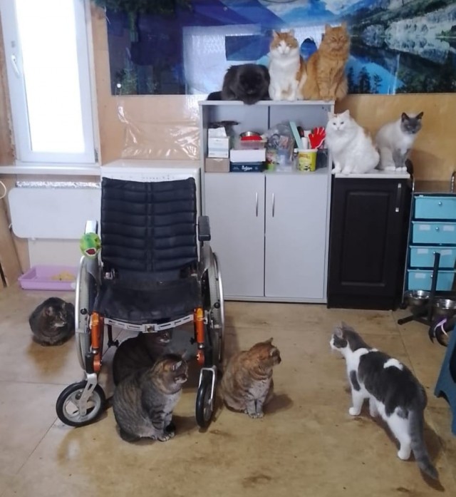 Котенок …