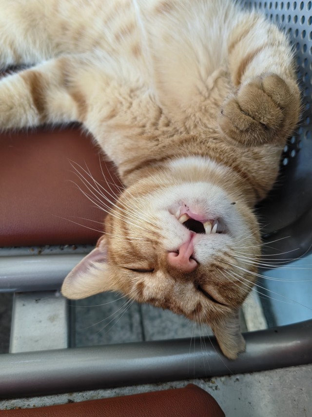 Просто одно котэ