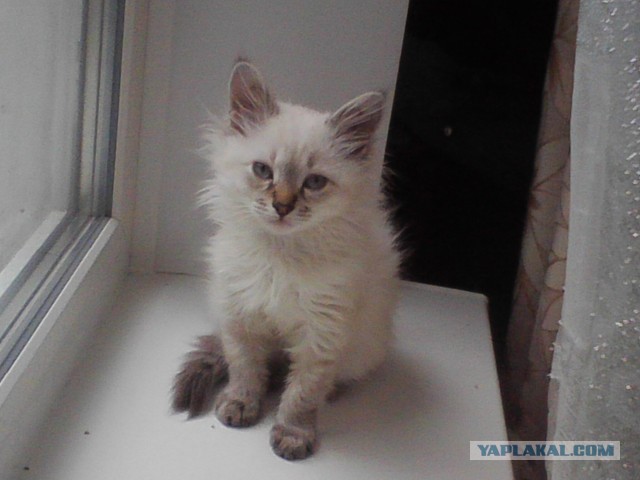 Котовторник 23.07.2013