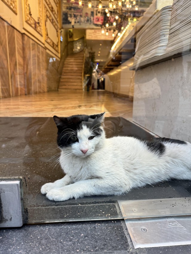 Уличные кошки Стамбула