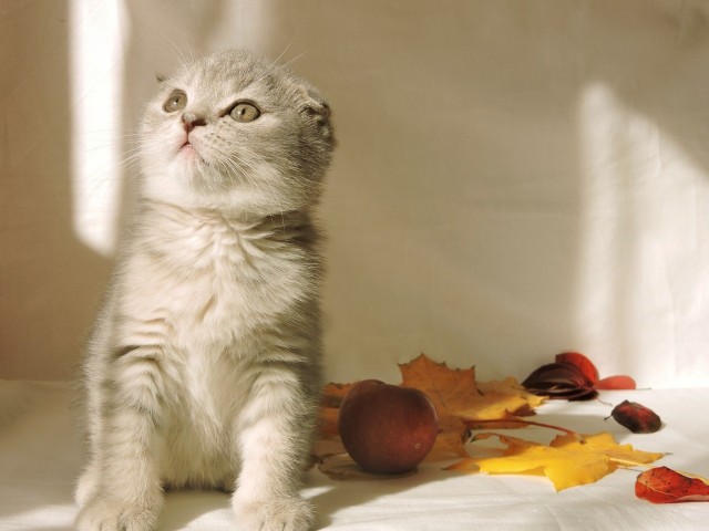 Сима. Детство. Успел к котовторнику))