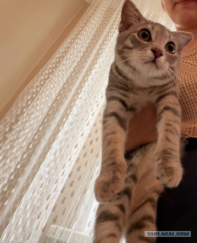 Кошак даром
