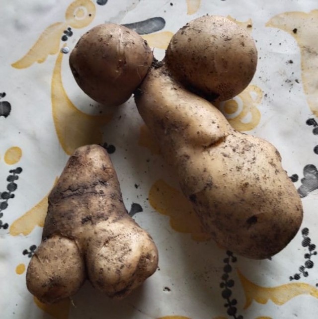 А у меня картофан