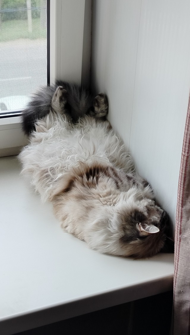 Котовторник 29.09.2026