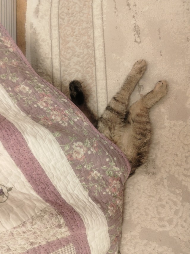 А я думаю ,что он ходил ,орал всë утро...