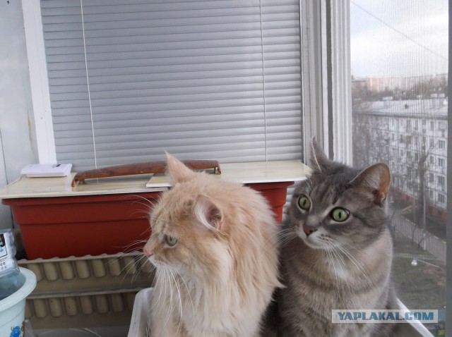 Котовторник 26.11.2013