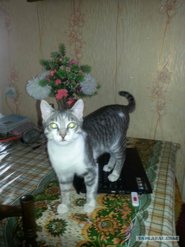 С Котовторником!