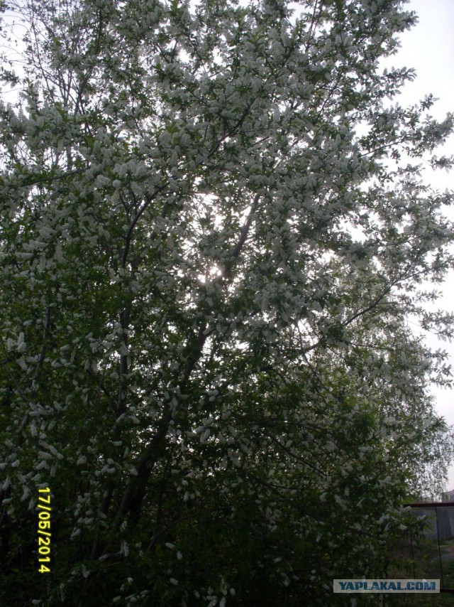 Деревенская Америка