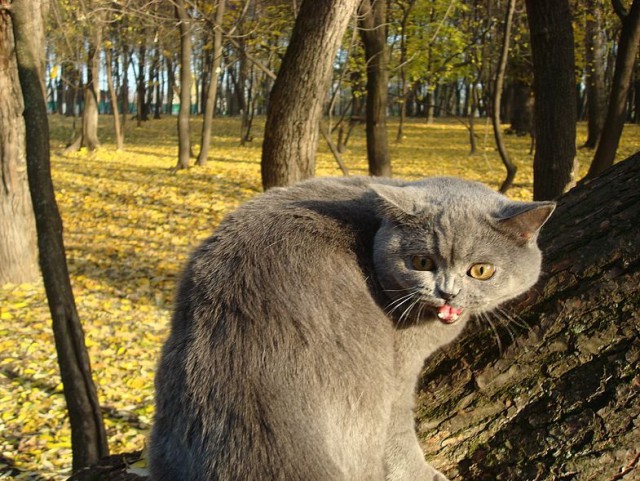 Кто любит котеек так как я?