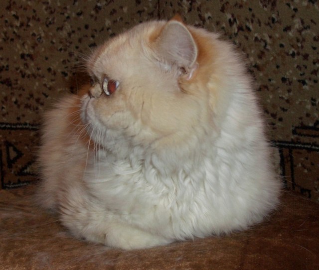 Разница в котах