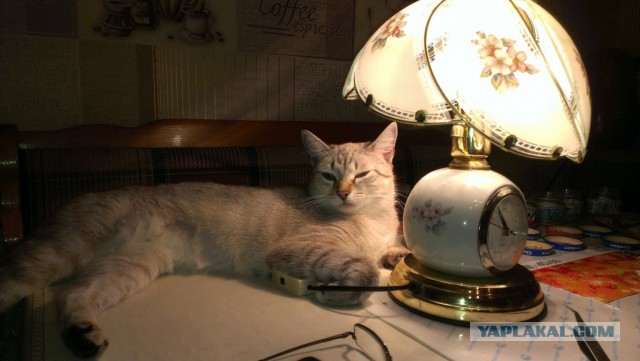 Котовторник 27.01.2015